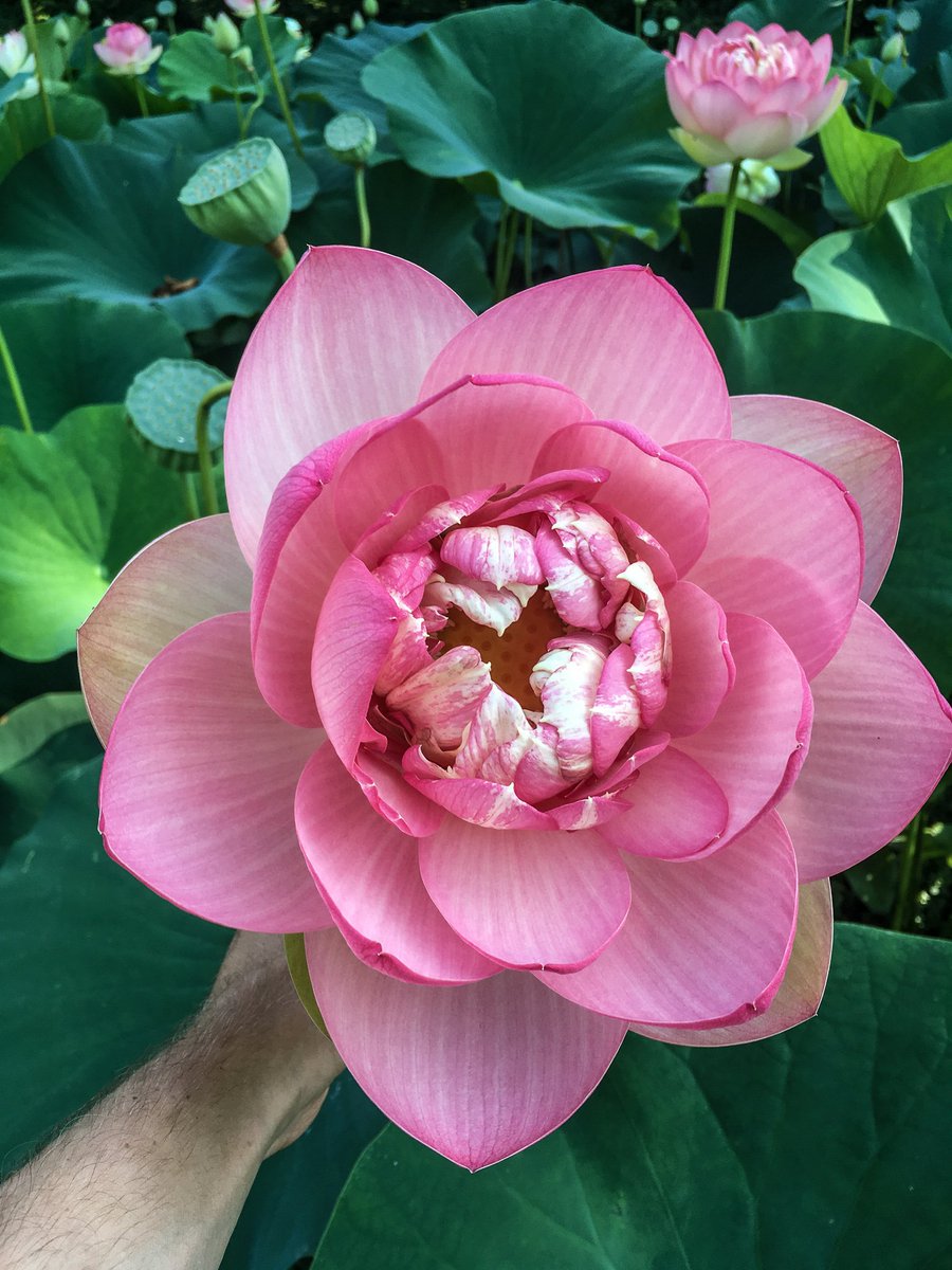 DragonflyWorks's tweet photo. Beautiful lotus blooming at one of our Cary ponds! Contact us to learn how we can help you create a beautiful space. πΈby Ross https://t.co/TtK1O05QEE
#flowers #inbloom #aquaticplants #createbeautifulspaces https://t.co/1DVoujyFm9