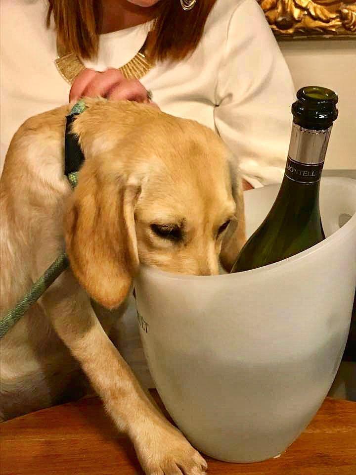 'Prosecco Puppy!'... Because sharing is caring! #WorcestershireHour 😅🥂🍾⠀