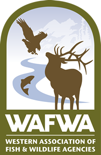 CSF_EllaryT's tweet photo. Who is going to #WAFWA in Manhattan, KS this week? I'll be there, so don't be shy and come introduce yourself! #conservation #science

@RMEF  @forestservice  @MuleDeerOrg @USFWS @DucksUnlimited @pheasants4ever @NSSF @NWTF_official @wildlifesociety @WildSheepFNDN @ArcheryTrade_ https://t.co/ZRRQuKnxPp