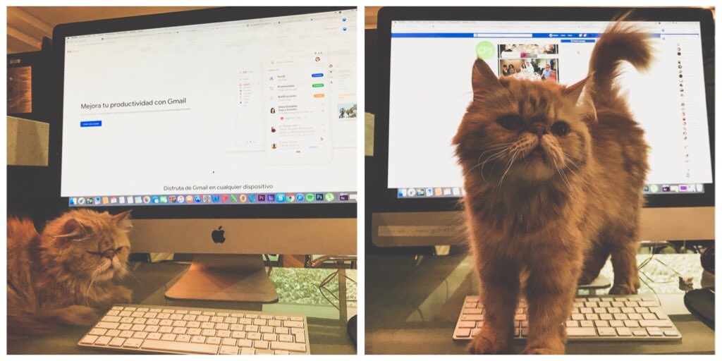 Cuando llevas a tu mascota al trabajo:

Expectativa // Realidad