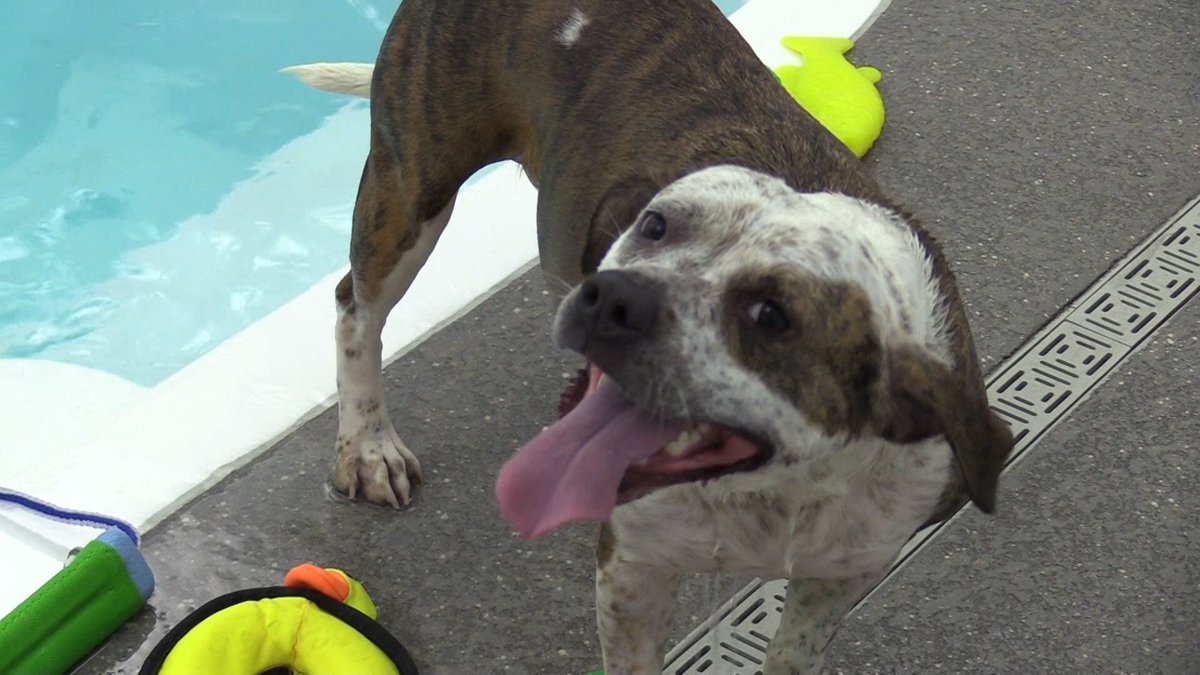 ADOPTPetShelter's tweet photo. We are so grateful to #WagNPaddle for partnering with us to help get our pups out of the shelter to swim, exercise, and socialize! Thank you to #Naperville #Community Television (@NCTV17 ) for the great video!

https://t.co/6zPigZ6CTU

#adoptdontshop #swimdogs #shelterdogs https://t.co/jBXogvyiLI
