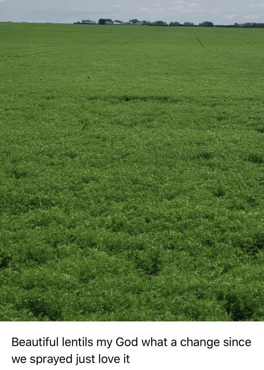 CustomAgIntel's tweet photo. We are excited as well....🔥🔥❤️ #lentils #hiddentestimonals #finishingstrong #SoilHealth #CAIprotocol #addingrealvalue #plant19. https://t.co/l7cc5HVVJG