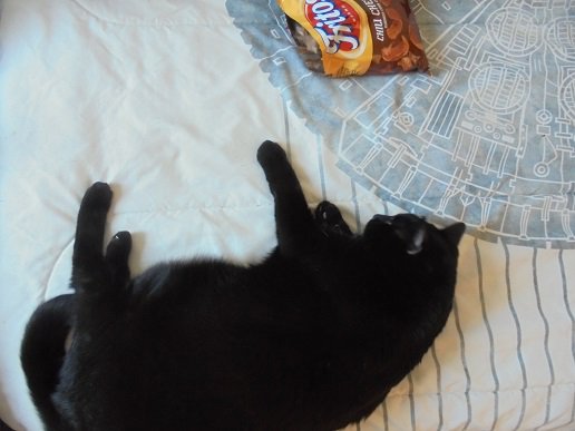My cat is literally camping out by these chips. What have i done? #CatsOfTwitter #cats #catdad https://t<a href="/tag/cats"class="tags"><span>#cats</span></a><a href="/tag/catsoftwitter"class="tags"><span>#catsoftwitter</span></a><a href="/tag/catdad"class="tags"><span>#catdad</span></a>
