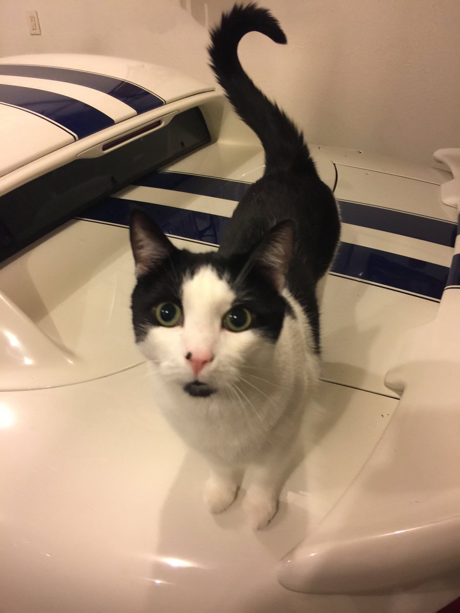 SteveKrupnik's tweet photo. Simba likes Hot Rods #VO #boothcat #spoiled #kitty #cat https://t.co/TKT4KBWKgJ