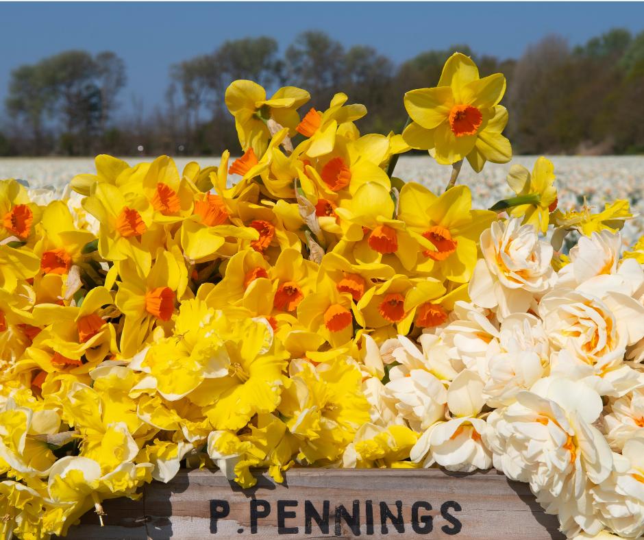 dutchdaffodils's tweet photo. Throwback to spring time! #pipemajor #daffodils #narcissen #ppennings #holland https://t.co/z3HZDBr8MF