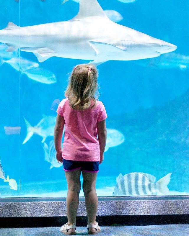 ResortRealtyOBX's tweet photo. We’re ALWAYS down for a trip to the Aquarium 🌊🦈 https://t.co/NqDyaWGha5 https://t.co/AnCUA6IgV7