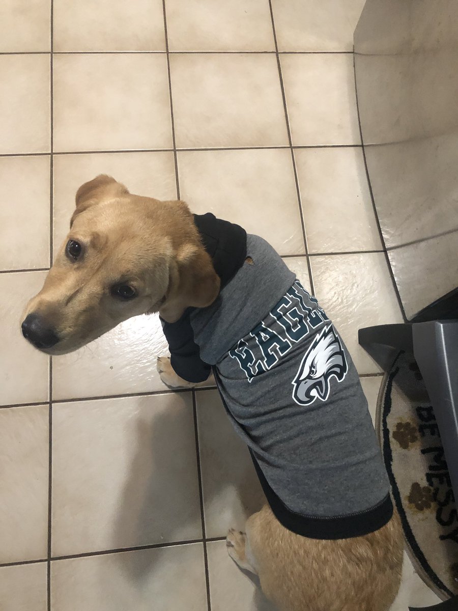 philadelphia eagles dog jersey