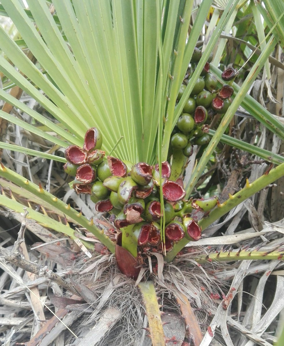 RaquelMuozGa's tweet photo. Someone is impatient...Pre-dispersal seed predation on immature Chamaerops humilis fruits🍇🐀#chamaerops #predation #rodents https://t.co/qdZfYvC1U6