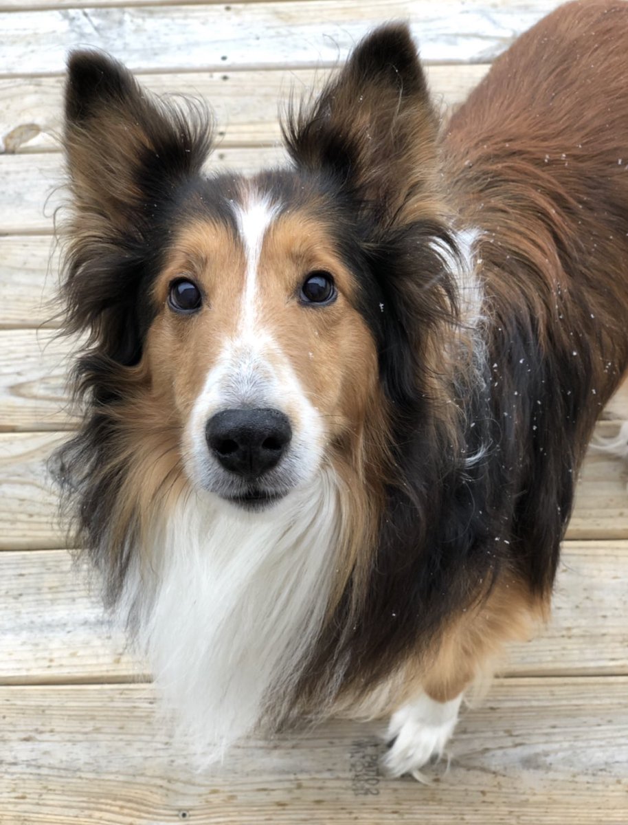 LindseyBoltz's tweet photo. *MISSING DOG*
please be on the lookout for my dog, Cocoa, in the Whiteland area near Park Forest/Brunnemer Ridge/Knollwood neighborhoods. He cannot see or hear well.
please retweet to help find him &amp; DM me with any info - anything helps. thank you 💛 https://t.co/eColK6uy8R