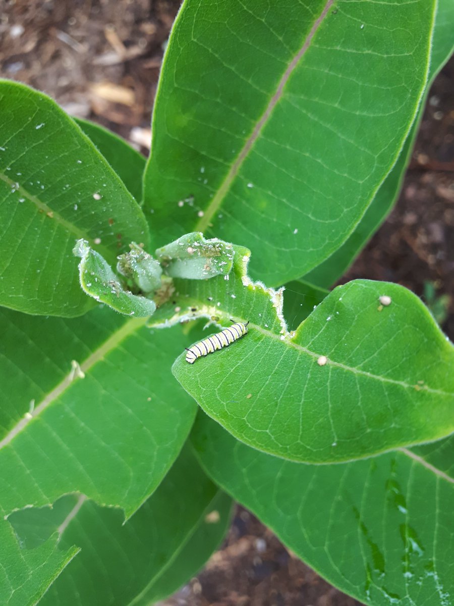 #mybackyardbiodiversity is seeing pollinator gardens supporting local pollinators! #monarch #caterpillar <a href="/leaf/">LEAF</a>
