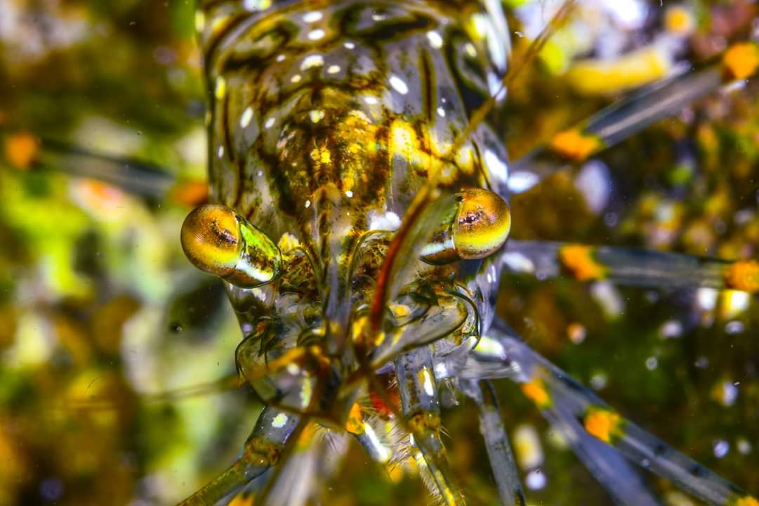 BuceoMolamola's tweet photo. Estas espectaculares fotos concursan en el Open Online El Hierro. Si os gustan podéis votar por ellas (y por otras también muy chulas, aunque estas son las mejores 😬😬) en 👉https://t.co/oNQi6wwaRt 

💙 #buceo #underwatefotography #FelizInicioDeSemana #FelizSemana #FelizLunes https://t.co/Ic4auIcUQH