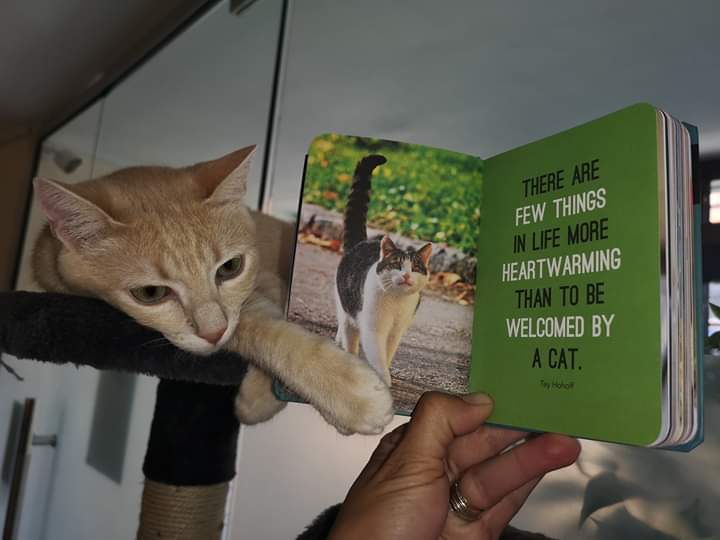 PawsRomsey's tweet photo. Oh yes! Our Kiki is a beautiful welcome to the cat café, don't you agree @TwitterUK?! #catsoftheday #catwelcome #Romsey https://t.co/IJ5s4ekzb5