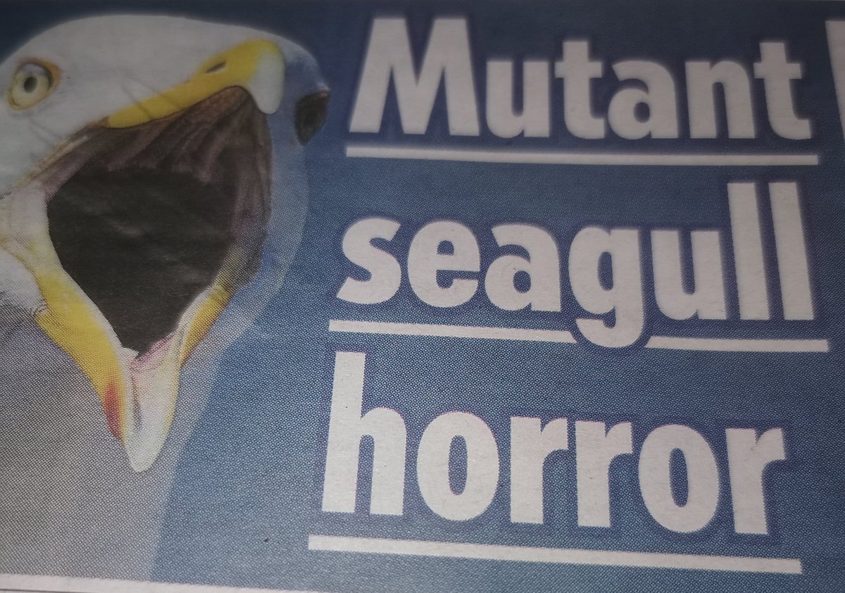 abtsag's tweet image. #Seagulls are apparently #Mutating they are forming the #PecksMen #MondayThoughts hide your baby's and pets!!