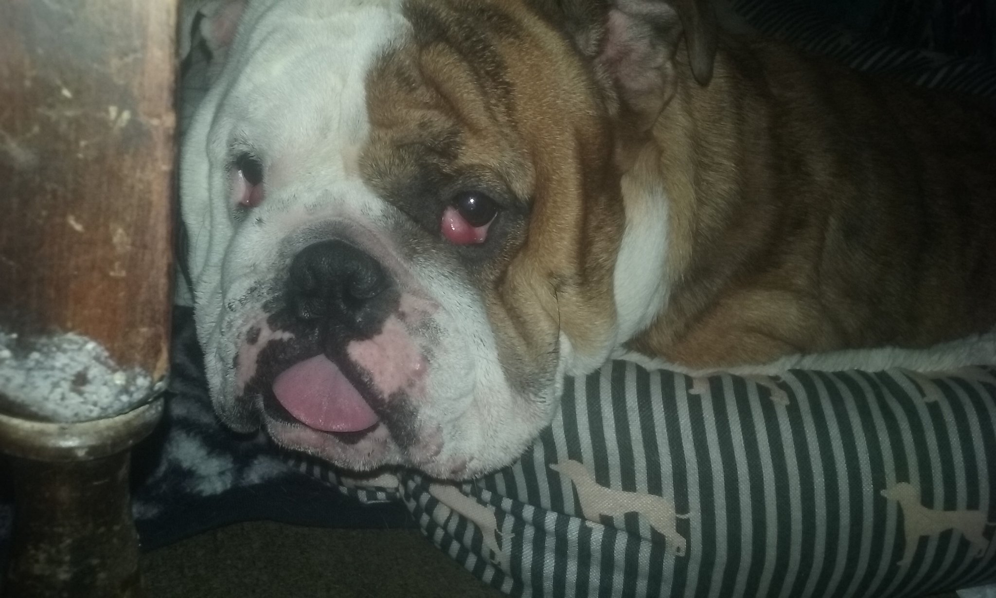   THAT\S LEWIS...MY DOG....WISHING YOU HAPPY BIRTHDAY. .     