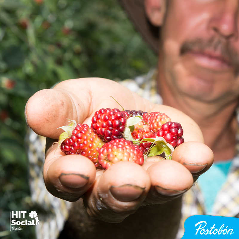 postobonoficial's tweet photo. En Hit Social creemos en el campo, por eso apoyamos a los agricultores para que sean unos excelentes agroempresarios. #HITSocial 🍊🍓🌳 https://t.co/uhjMWo7xF3