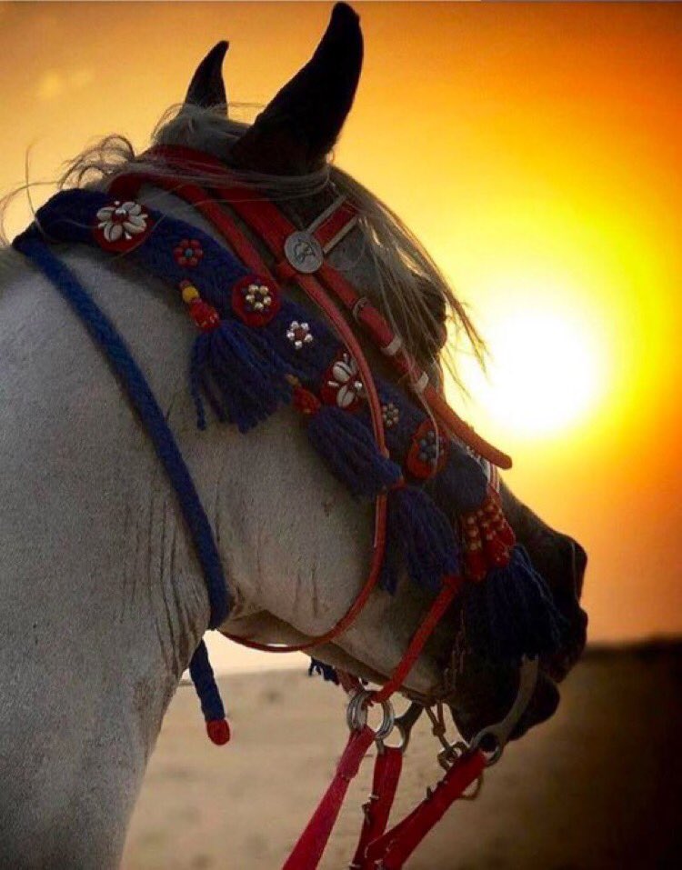 ↓˓❃ ء

ياوقت حنـا ضيوف فترة وماشين 
ارفـق وسيفك بالردى لا تسـلـہ.💔