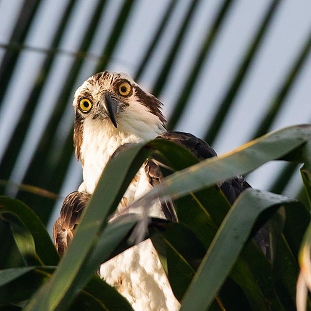 gregnphoto's tweet photo. Osprey on the Beach -who are you looking at?  #naples #naplesbeach #naplesphotogrphy #birds #osprey #nature #wildlide https://t.co/nI8jYAud0n https://t.co/WAP3li2SQl