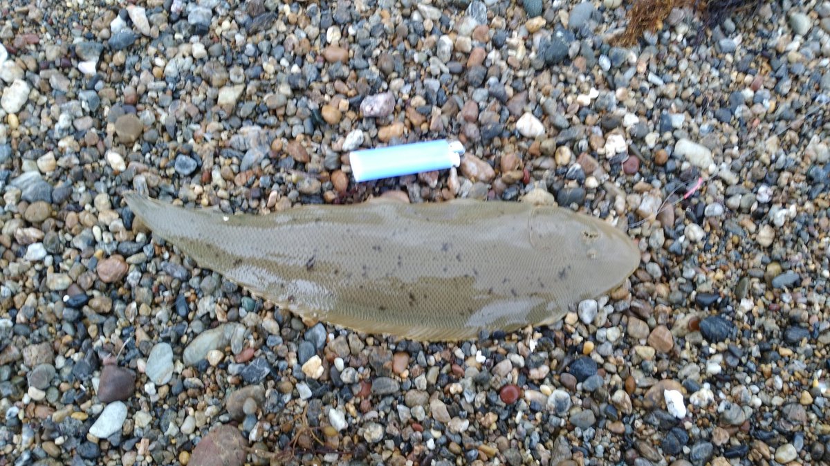 魚の名前がわからない 魚の名前がわからない