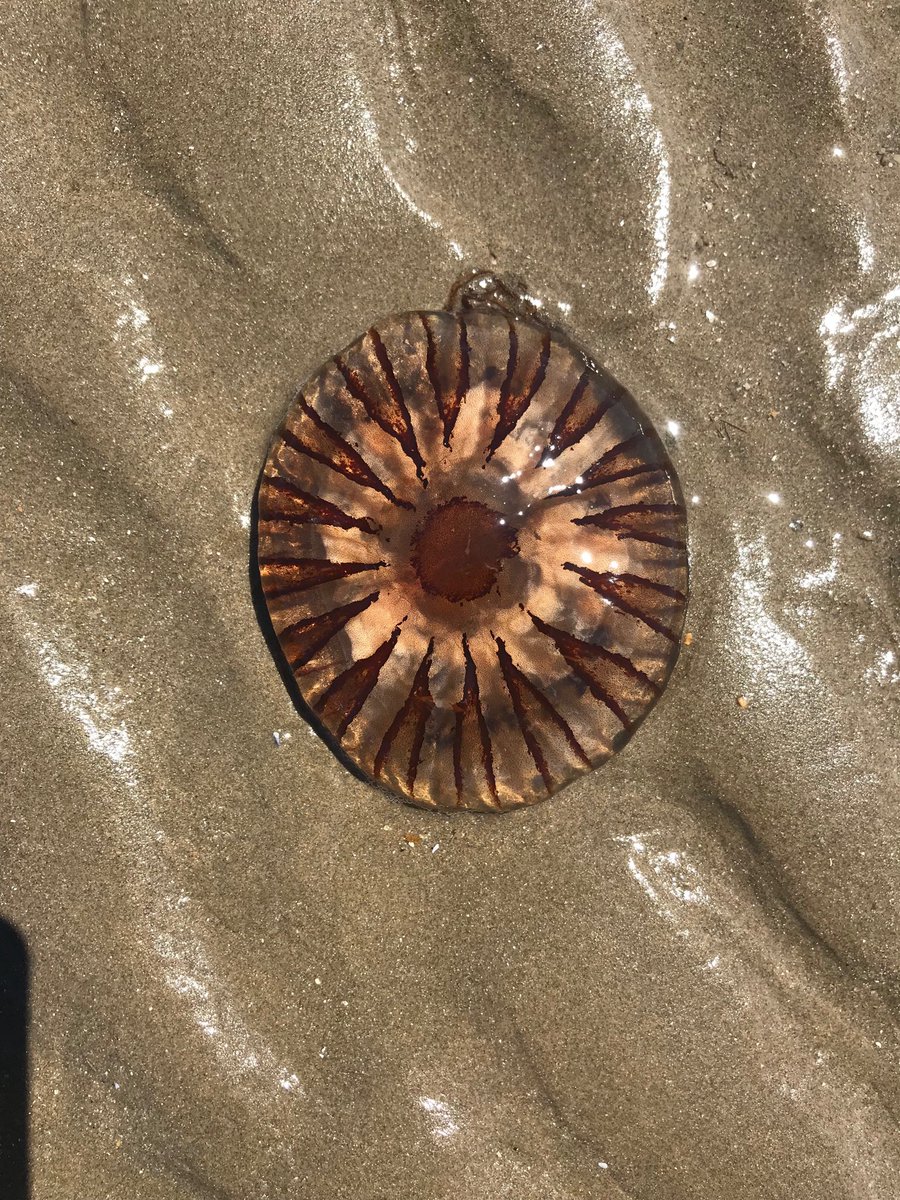 Jelly fish