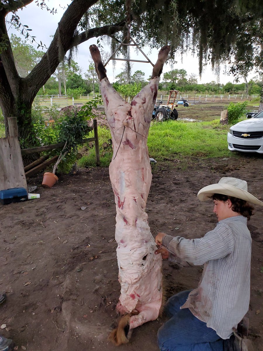 dmoney4lyf's tweet image. Just shot and skinned my first pig #floridashit #fl #weekend #skinned #flboy