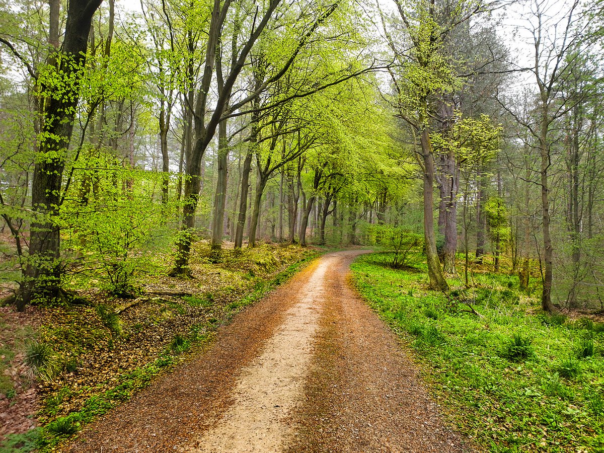 ChambersConsett's tweet photo. If the road ahead feels long and you can't see the wood for the trees, give us a call to arrange a free 30 minute, no obligation consultation. https://t.co/mwqxklSy2y