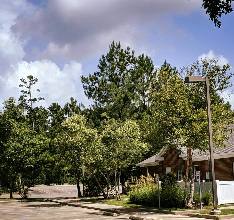 embarkservices's tweet photo. Had the pleasure recently of helping a new client raise the canopies and prune their trees to open up the property as a whole.
#findingsolutions #houstontrees #houstonbusiness #houstonpropertymanager #landscapinghouston #landscaping #urbanforest #houstontreecare #embarkservices https://t.co/WL1UEXwSMW