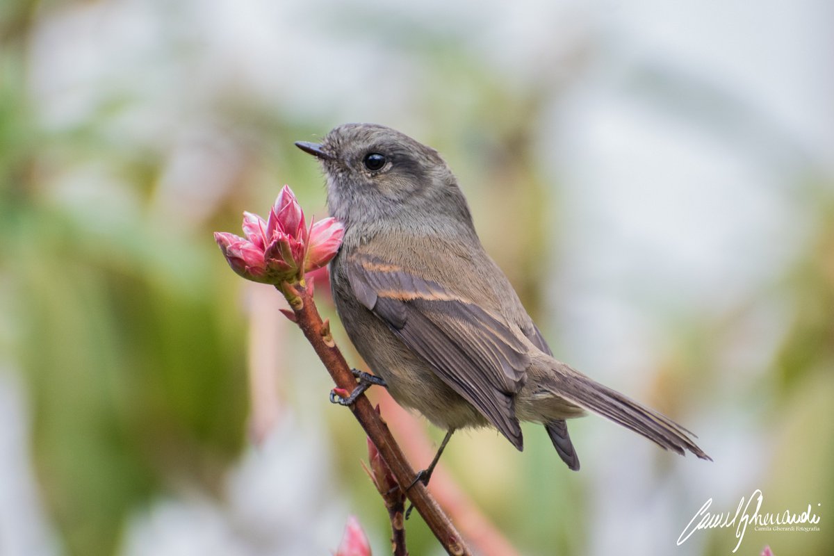 camilgherardi's tweet image. Viudita (Colorhampus parvirostris) 🧡🐦
Valdivia, Chile. 

#birdwatching #birdphotography #valdivia #chile #viudita