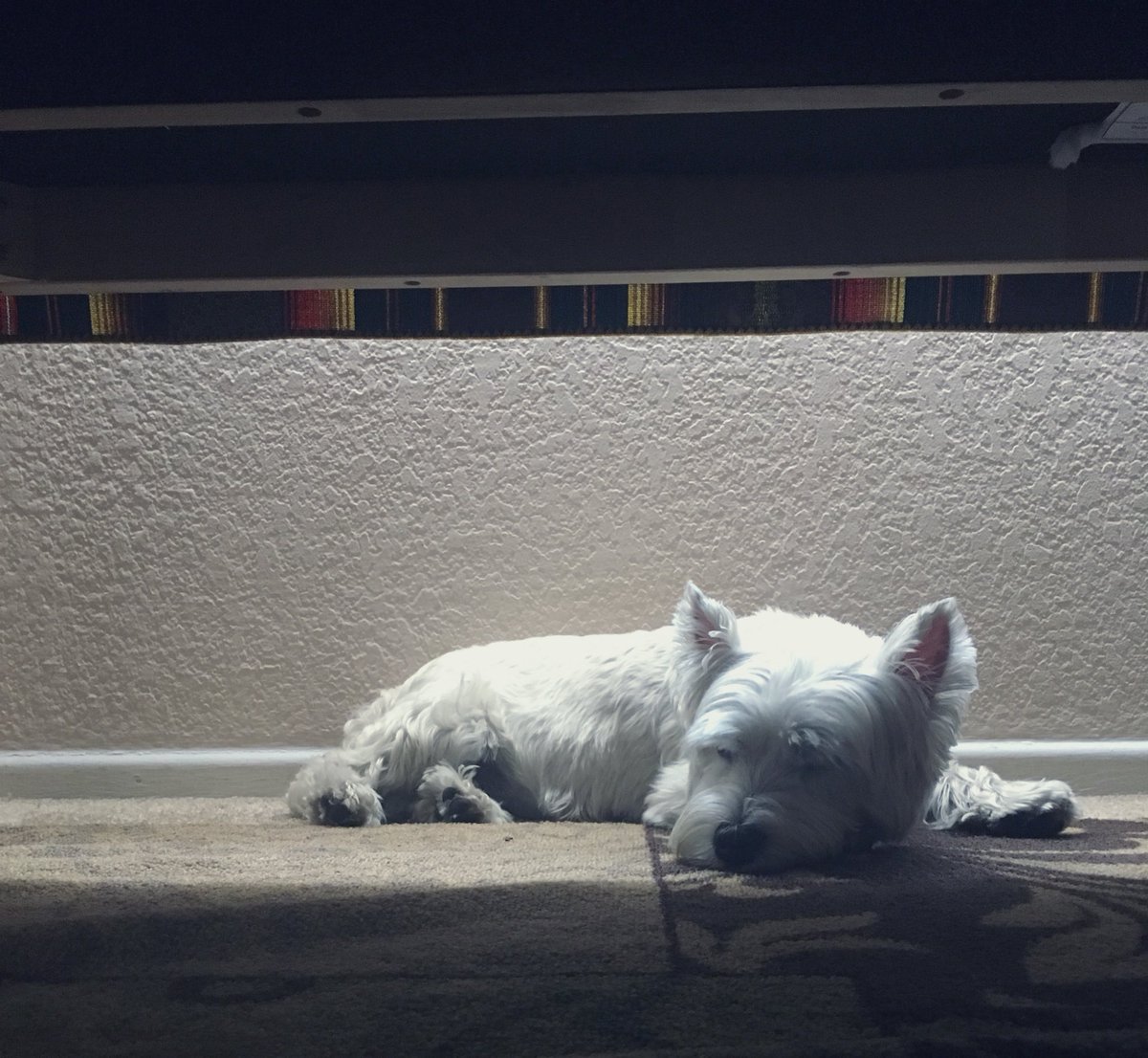 ZeroRice1012's tweet photo. 🐾 Zombs invading SoCal faultlines .. causing earthquakes 👊🏻 Initiate da #ZSHQ UnderTable Earthquake Response Tekneek- On Hi Alert 🚨 @BraveWinston @BraveWinston @MadSCWT RaaaAAaaa https://t.co/k2uq0ongda