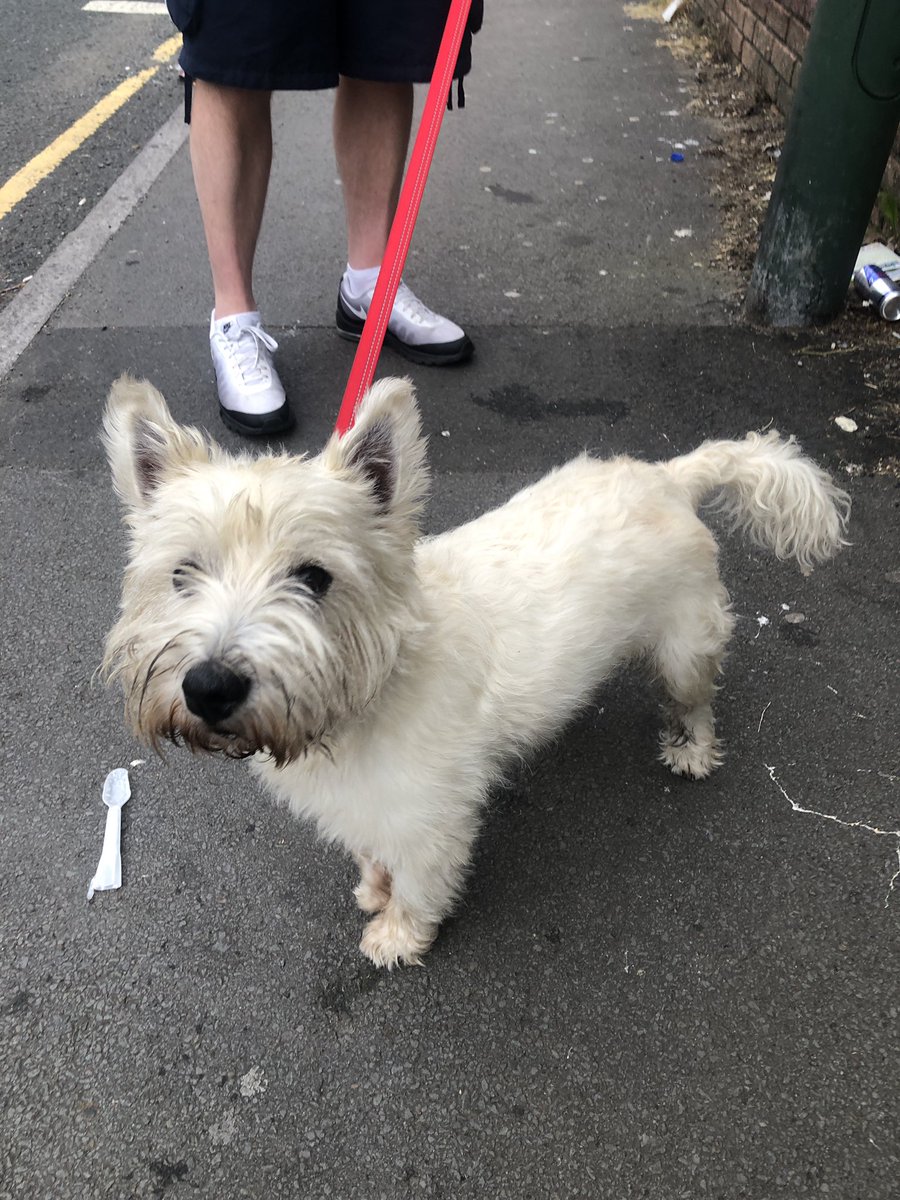 Has anyone lost a West Highland Terrier by the Castle in Caerphilly? If so give a nice gentleman called Nick a call on 07950321454 who is looking after it for you.