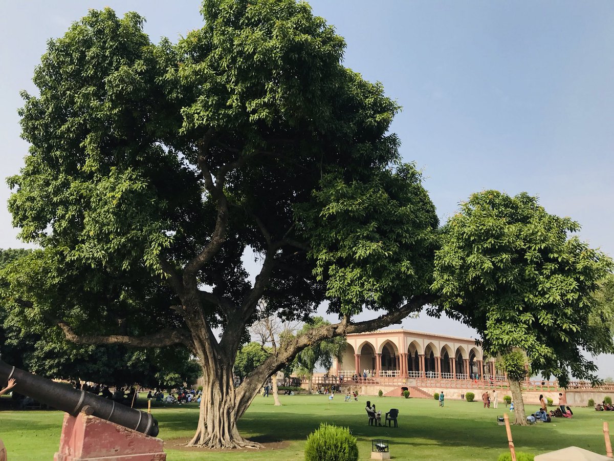 Absolutely gorgeous twin trees (50 ft apart) at the Lahore Fort, almost of the same age. They must have seen so much.
