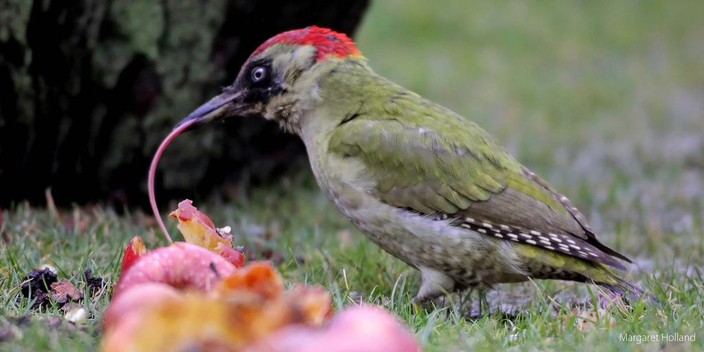 Woodpecker Adaptations How Do They Survive Bird Baron