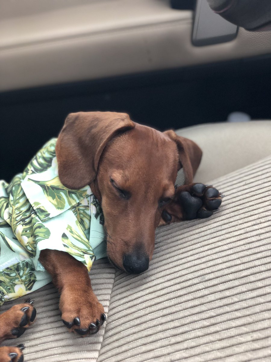 notannabella's tweet photo. La vie avec un petit weenie est belle🥰 https://t.co/yP2hovnSil