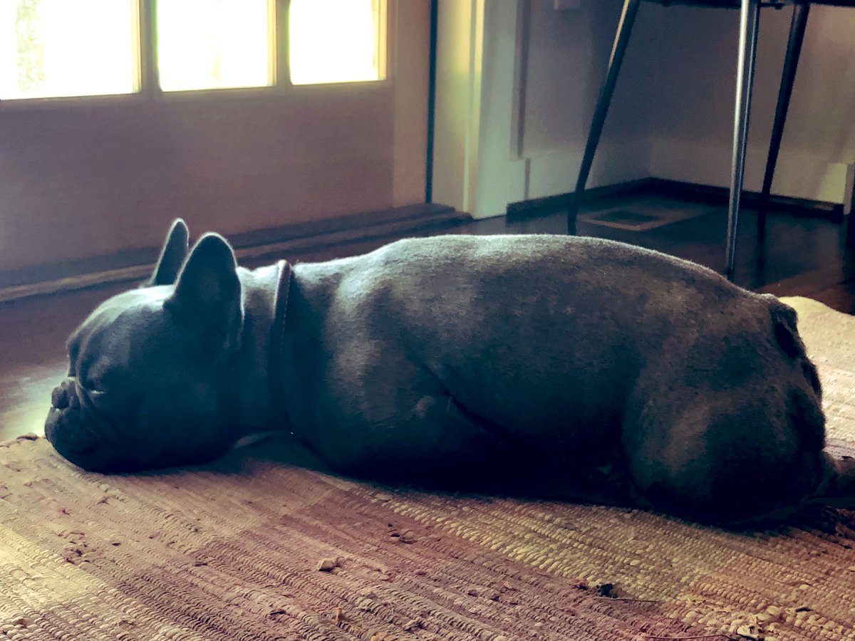 ClayneCrawford's tweet photo. Time to relax! #SaturdayFeeling #FarmFrenchie https://t.co/eN7O6G5AbZ