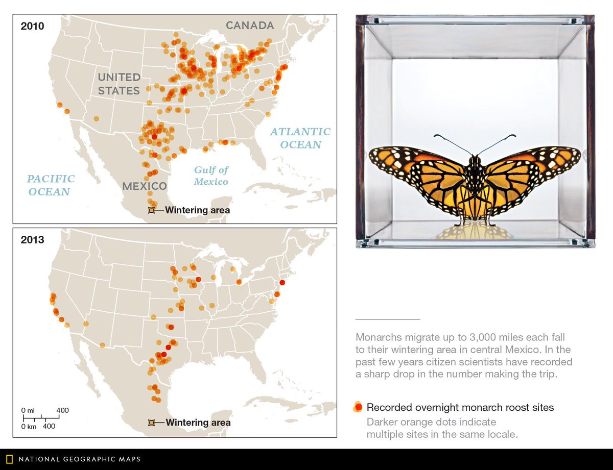 NatGeoMaps's tweet photo. Map of the Day: Monarchs migrate up to 3,000 miles each fall to their wintering area in central Mexico. From 2010 to 2013, citizen scientists recorded a sharp drop in the number making the trip. #MapOTD https://t.co/m3lGo0irri
