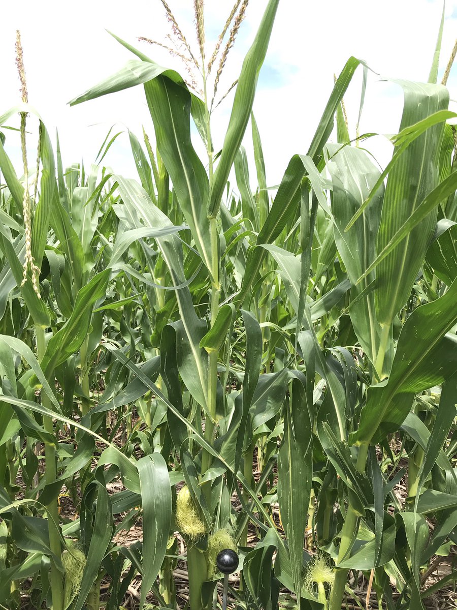 Bryan Boroughs tweet media