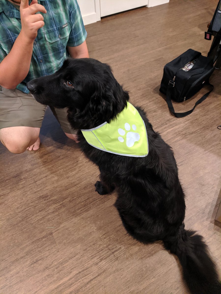 EmCubed4's tweet image. Got a reflective vest for Tyke. Safety first!