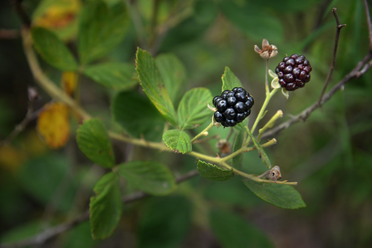Need a tasty #fruit to add to your diet? How about #blackberries? Not only are they in season, but they also fight #cancer, decrease #cardiovascular disease and slow
down #brain aging.