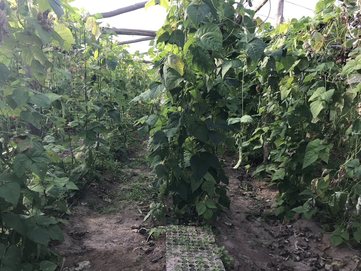 NancyVivoda's tweet photo. Visitamos a pequeños productores de la zona rural de #Lavalle, cultivan #tabaco #cherry #chaucha y logran vender solo el 10% de su producción. Estamos comprometidos con el trabajo de nuestra gente, es con tod💙s ellxs. #FRENTEDETOD☀️S #ListaCelesteYBlanca #501B ✌️💞🇦🇷 https://t.co/V4BjcD45xp