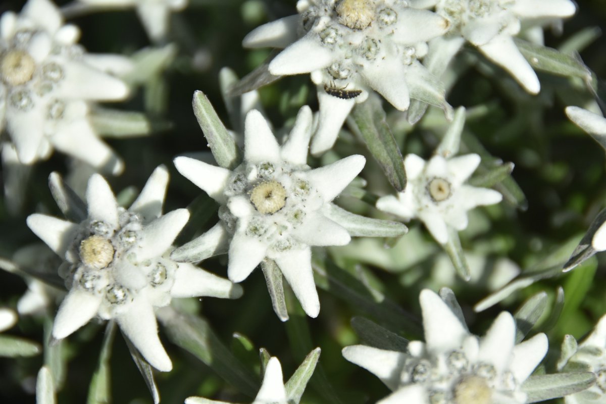 Refuge de Prariond (@prariond) on Twitter photo 