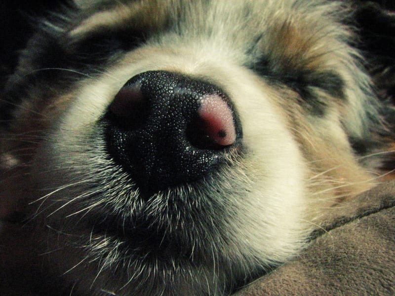 Doggie Fun Fact - 33. Whiskers are used as sensing devices; some dogs even use them to see if they'll be able to fit into small spaces.

#dogs #cats <a href="/STESA_org/">STESA.org</a> #service animals <a href="/STESAofNV/">STESA.org of NV</a> <a href="/STESAofCA/">STESA.org of CA</a> #factoids