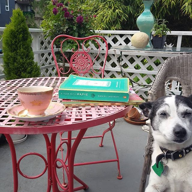 TarotReadersDog's tweet photo. #summer #seattle #saturday #dogsofinstagram #summerday #morning #dogs #tea #lovelyday https://t.co/WXbBP3NLNF https://t.co/gtHFDEun3y