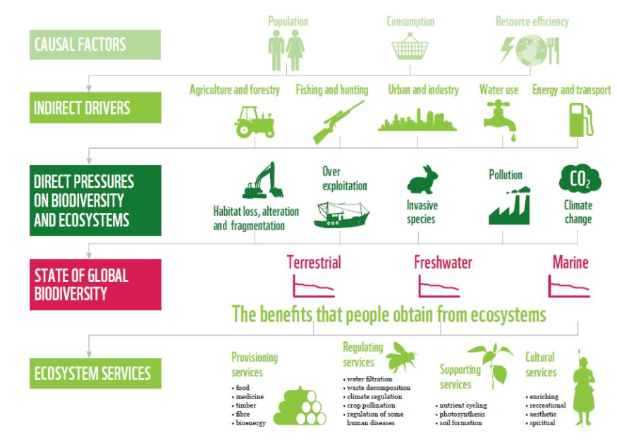 wef's tweet photo. A biodiversity scientist explains the problem with our neat lawns https://t.co/SoplgDCG6R #amnc19 https://t.co/IL8sV4zyDA