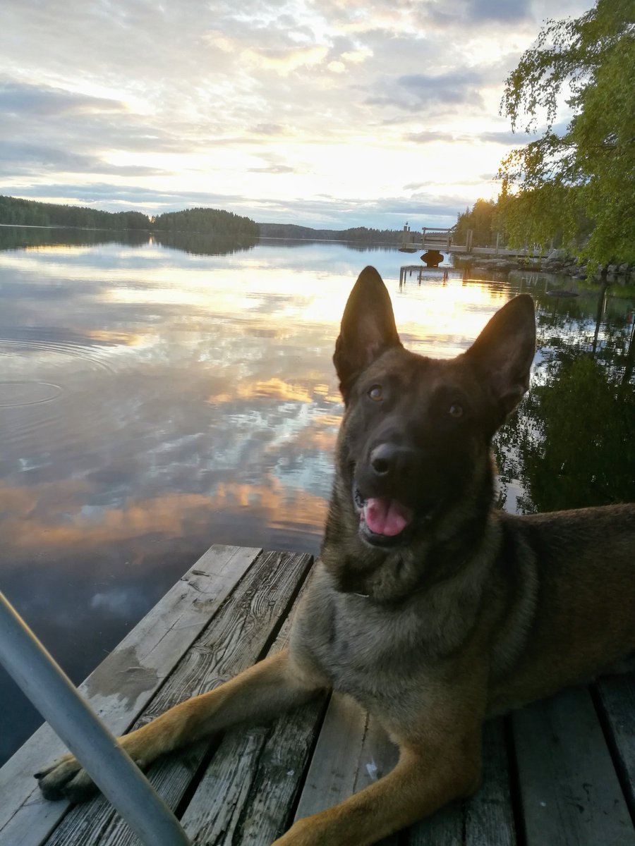 mikko_rytkonen's tweet photo. Lomalla voi vain olla ja nauttia🙏 #Leevi #K9 #poliisikoira #loma #kesä https://t.co/RE3m0uGTdZ