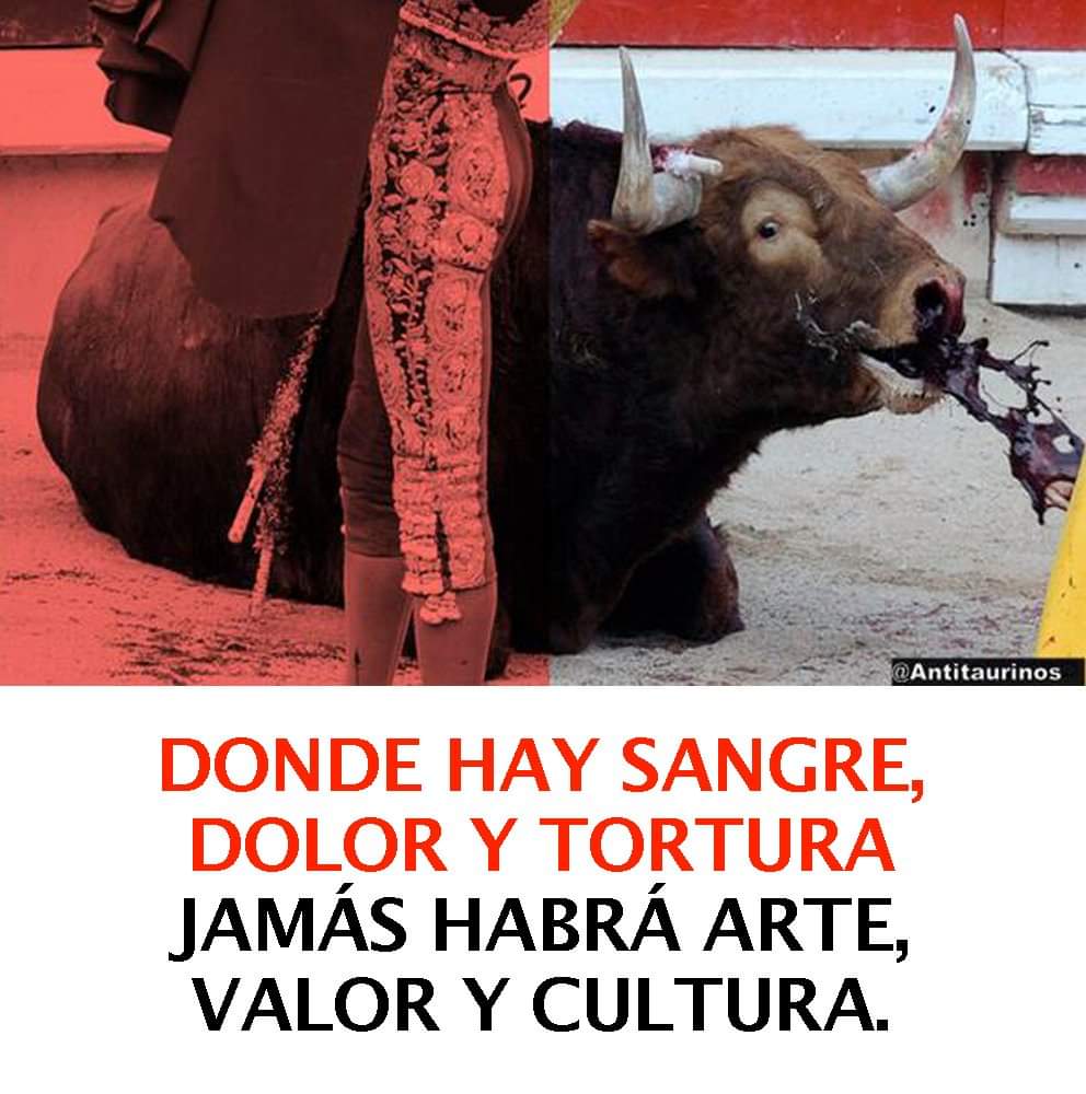 EthelFrida's tweet photo. #QuintanaRooVerguenzaNacional @edumarci @CongresoQRoo eliminar ley de primer mundo por protejer a la #MafiadelPoder @EugenioDerbez @LeoDiCaprio @PaulMcCartney @RocioAbreuA @ANDRESDELAPARRA @prensaanimal4 @Excelsior @ImagenTVMex @AztecaNoticias #DontVisitQuintanaRoo #NoDañoAnimal https://t.co/lsTRkPMNgM
