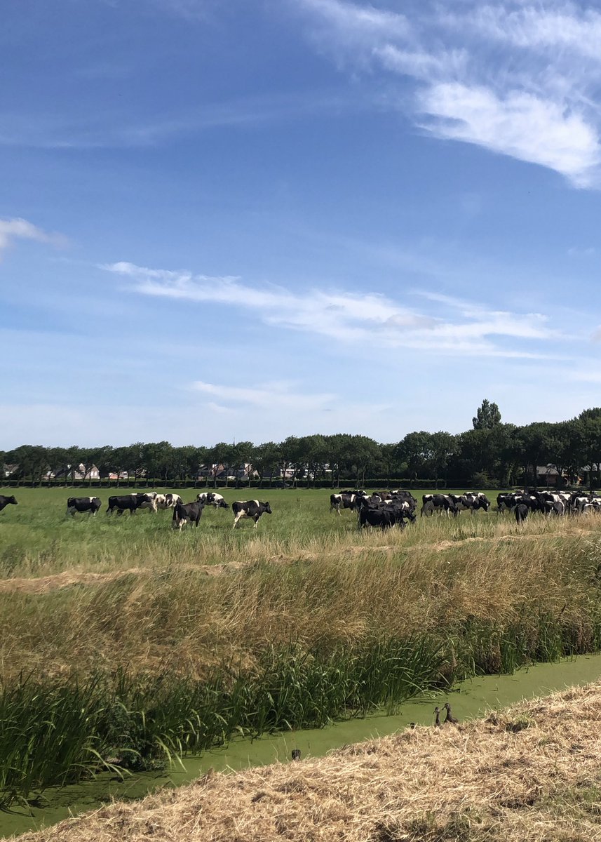 Vera_Koedooder's tweet photo. Eergisteren 1,5 uur gefietst met maatje Marja Vis. ๐ด๐ผโโ๏ธ Afgelopen woensdag 2 uur gewandeld met maatje Rommie en onze babyโs. ๐ถ๐ผ๐ถ๐ผโโ๏ธ Maandag nog een wandeling. Vorig weekend 2 dagen gefietst in Limburg. Deze mama heeft morgen een โrustdagโ! ๐คช #Welterusten #FitMum #AtLeastTryingTo https://t.co/yEBUoOqCr6