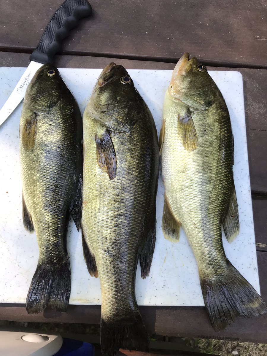 liquidvw's tweet photo. Dinner.  #fishing https://t.co/06KnooYHgo