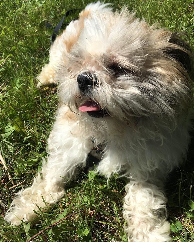 fluffernutterny's tweet photo. Stay cool out there friends. 🔥 https://t.co/iL3Oz61NMv https://t.co/84rc5jZyMV