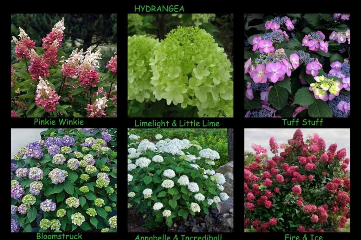 Summer time is Hydrangea time! Look what's blooming now in the nursery.  Add a punch of colour to your landscape with one of these beauties. We have Bobo hydrangea too!