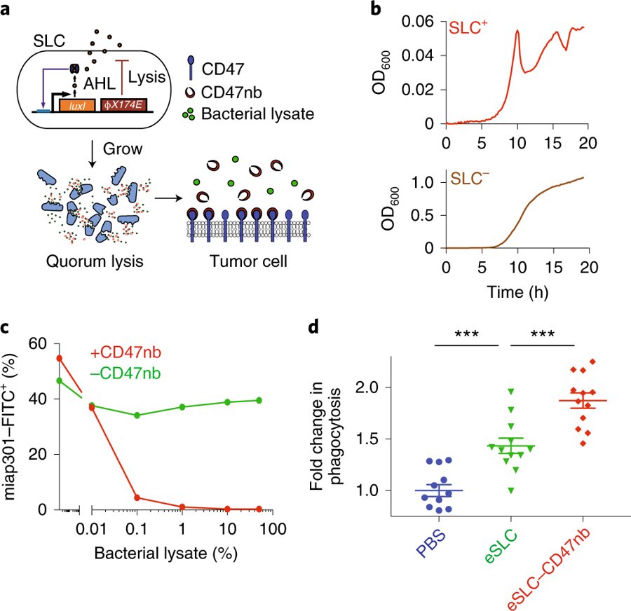 mmw_lmw's tweet photo. #ProgrammableBacteria | induce durable #TumorRegression and Systemic @AntitumorImmunity | Quorum-induced release of functional anti-CD47 blocking nanobody | Tal Danino @Columbia @NatureMedicine https://t.co/dmaHv5pCqz https://t.co/MALjgNkEzN
