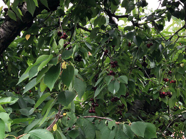 HeatherInMotion's tweet image. #SweetCherries Pick Your Own at facebook.com/twocenturyfarm/  in Grimsby.  Will be great picking for a few weeks.  Sweets today, Sours soon.   We filled 2 big baskets in 40 minutes.  #EasyPicking  #PYO